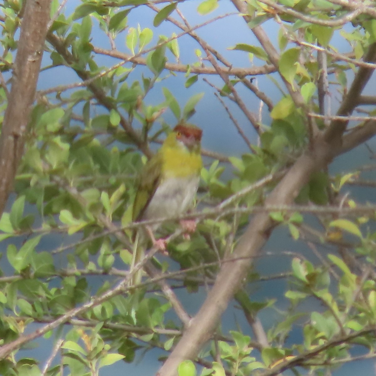 Rufous-browed Peppershrike (Yellow-backed) - ML635197299