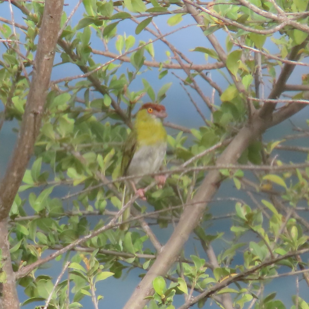 Rufous-browed Peppershrike (Yellow-backed) - ML635197300