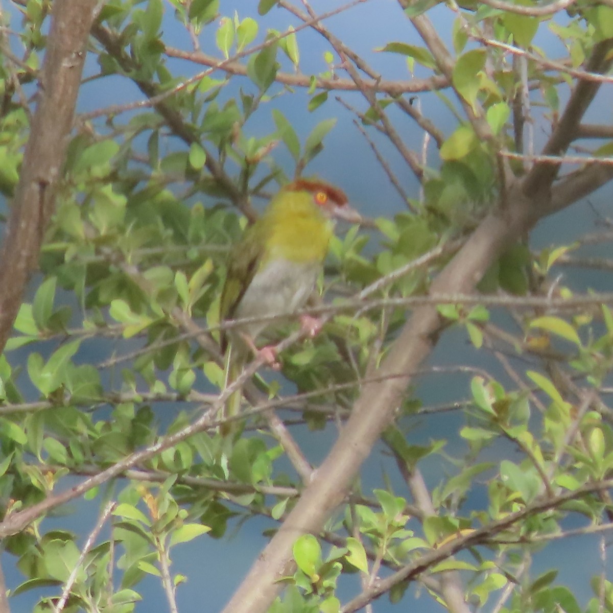 Rufous-browed Peppershrike (Yellow-backed) - ML635197301