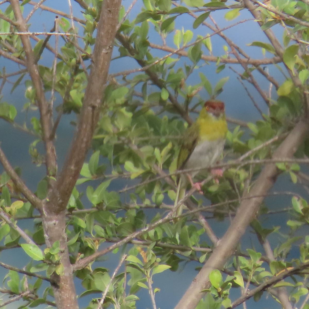Rufous-browed Peppershrike (Yellow-backed) - ML635197302