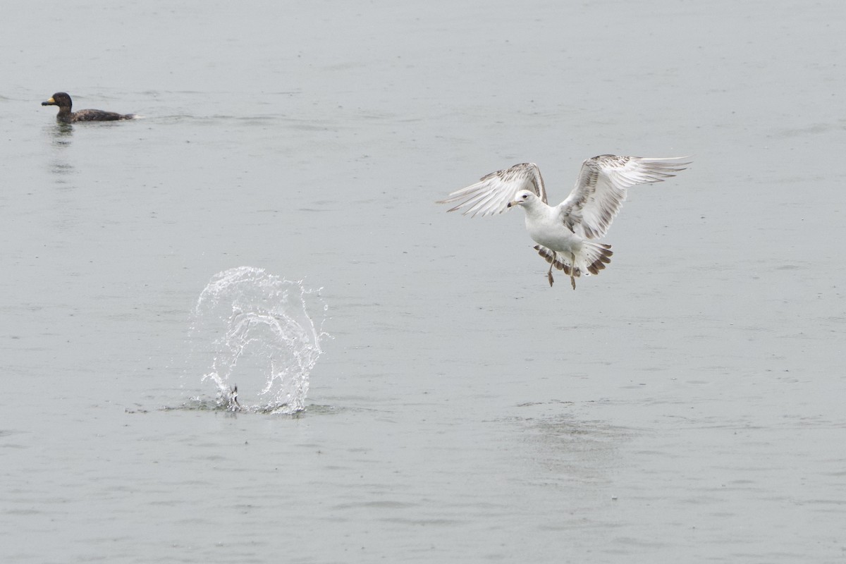 Ring-billed Gull - ML635197317