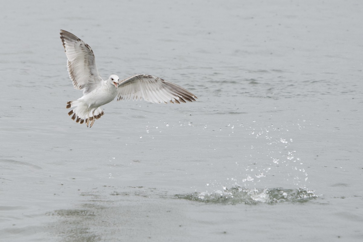 Ring-billed Gull - ML635197331