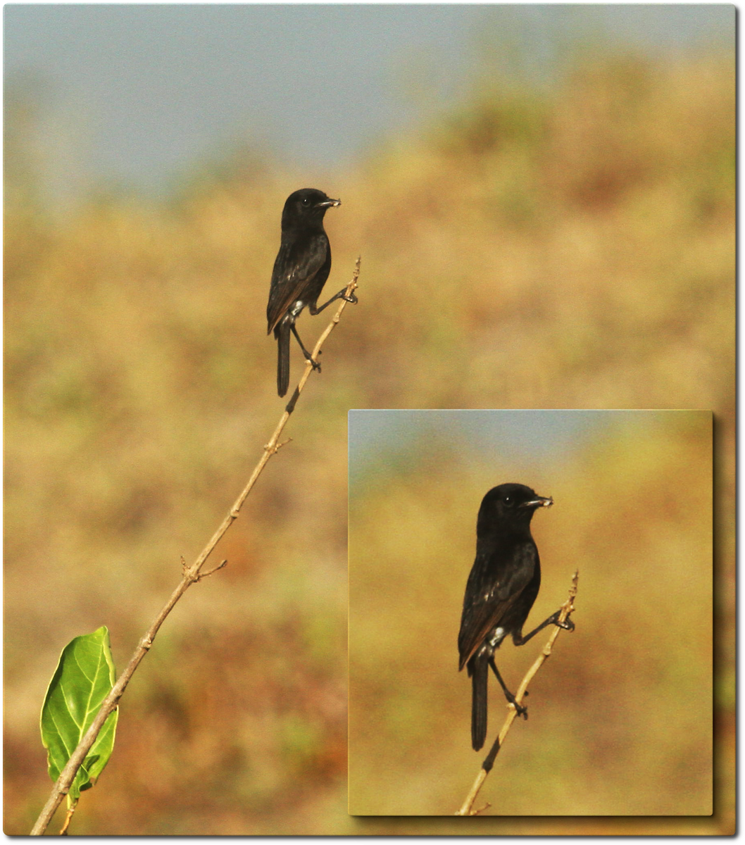 Pied Bushchat - ML635197353