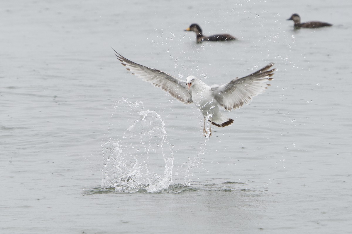 Ring-billed Gull - ML635197370