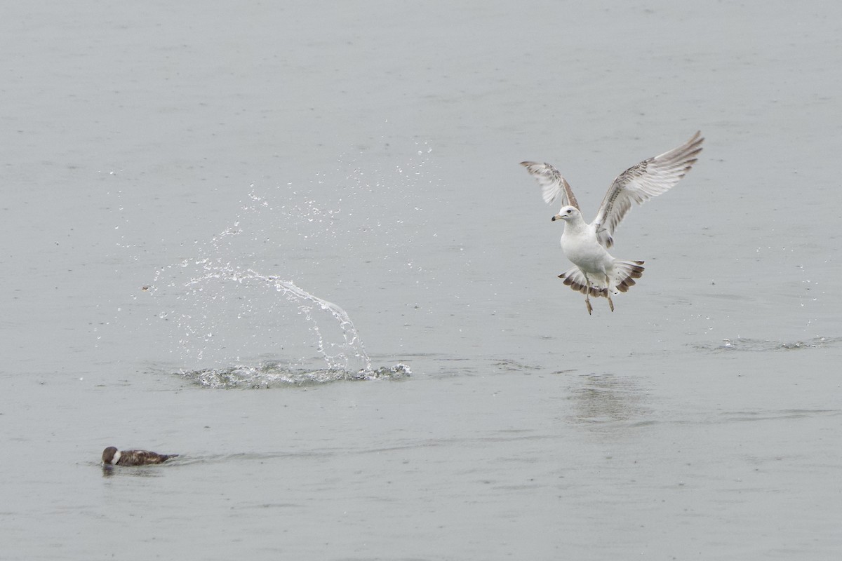 Ring-billed Gull - ML635197375