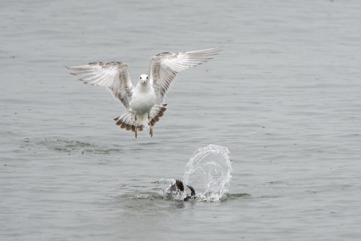 Ring-billed Gull - ML635197386