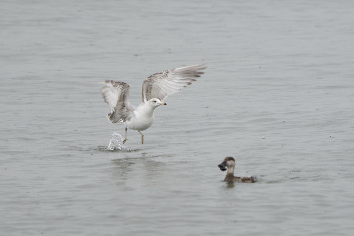 Ring-billed Gull - ML635197402