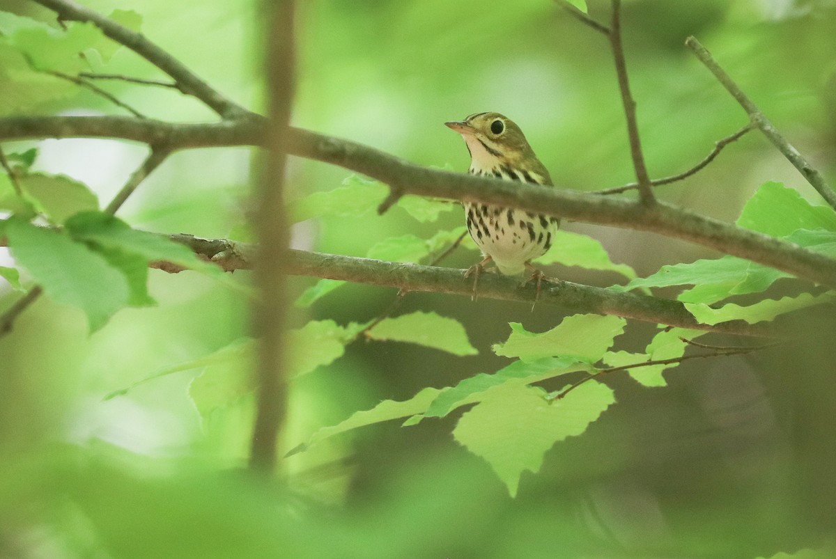 カマドムシクイ - ML635197410