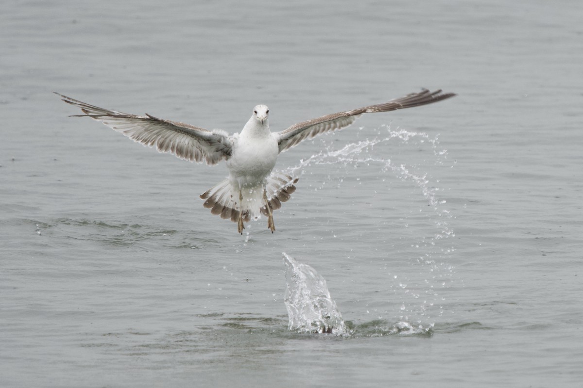 Ring-billed Gull - ML635197429