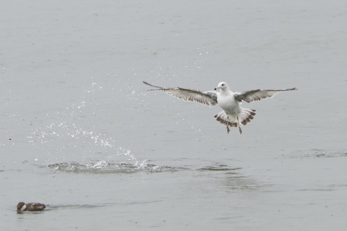 Ring-billed Gull - ML635197440