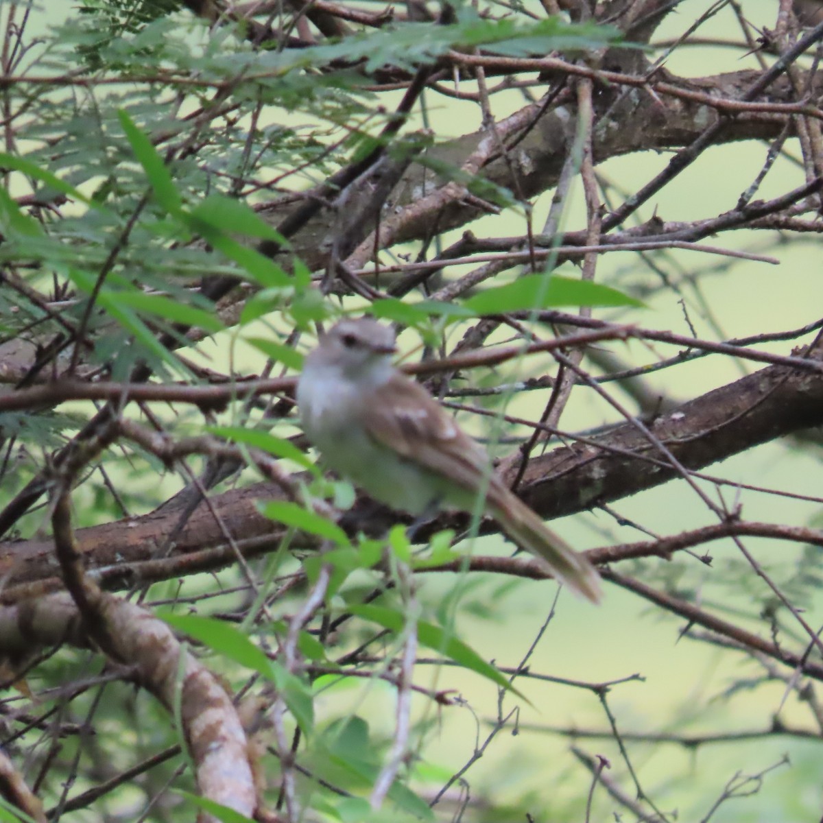 Marañon Tyrannulet - ML635197624