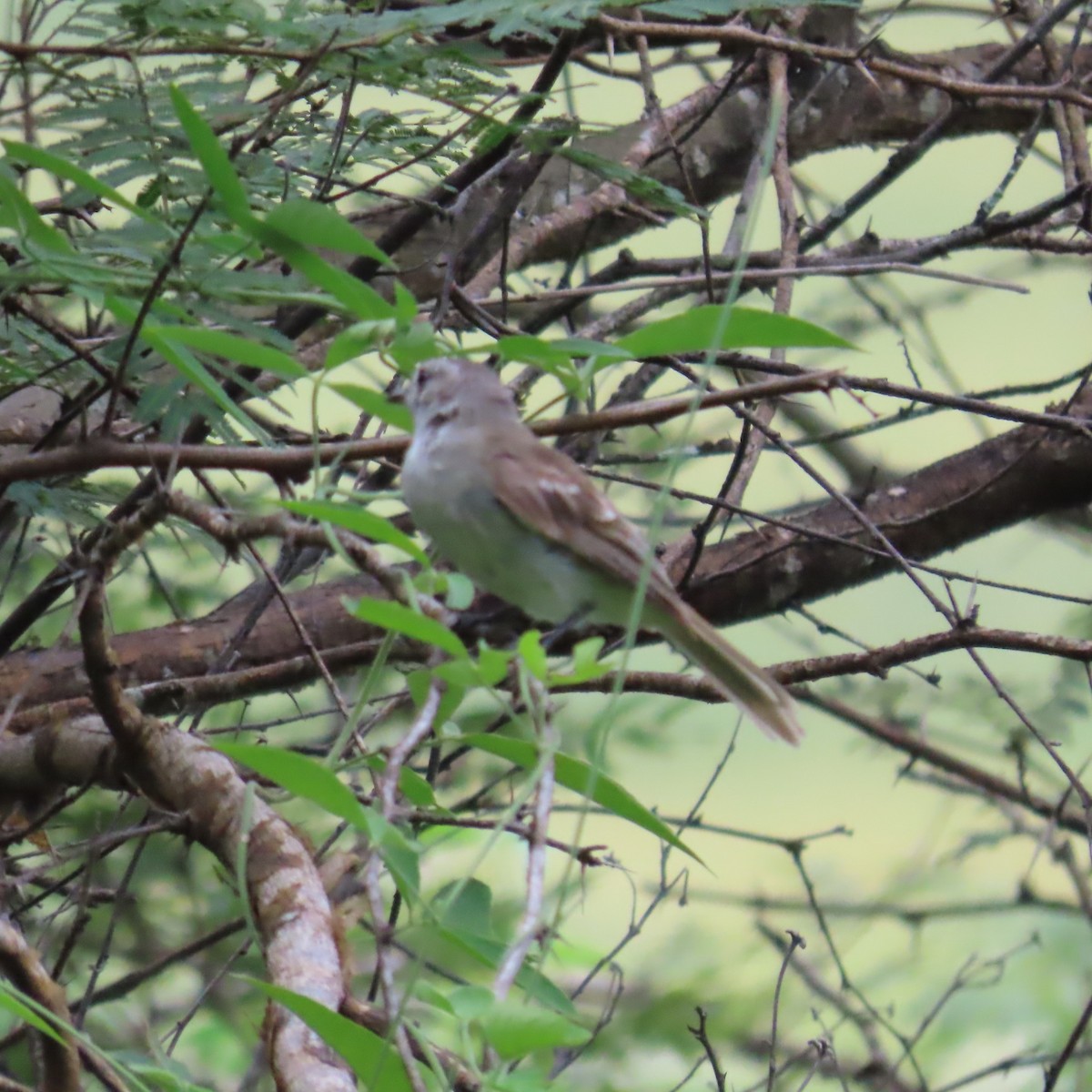 Marañon Tyrannulet - ML635197625