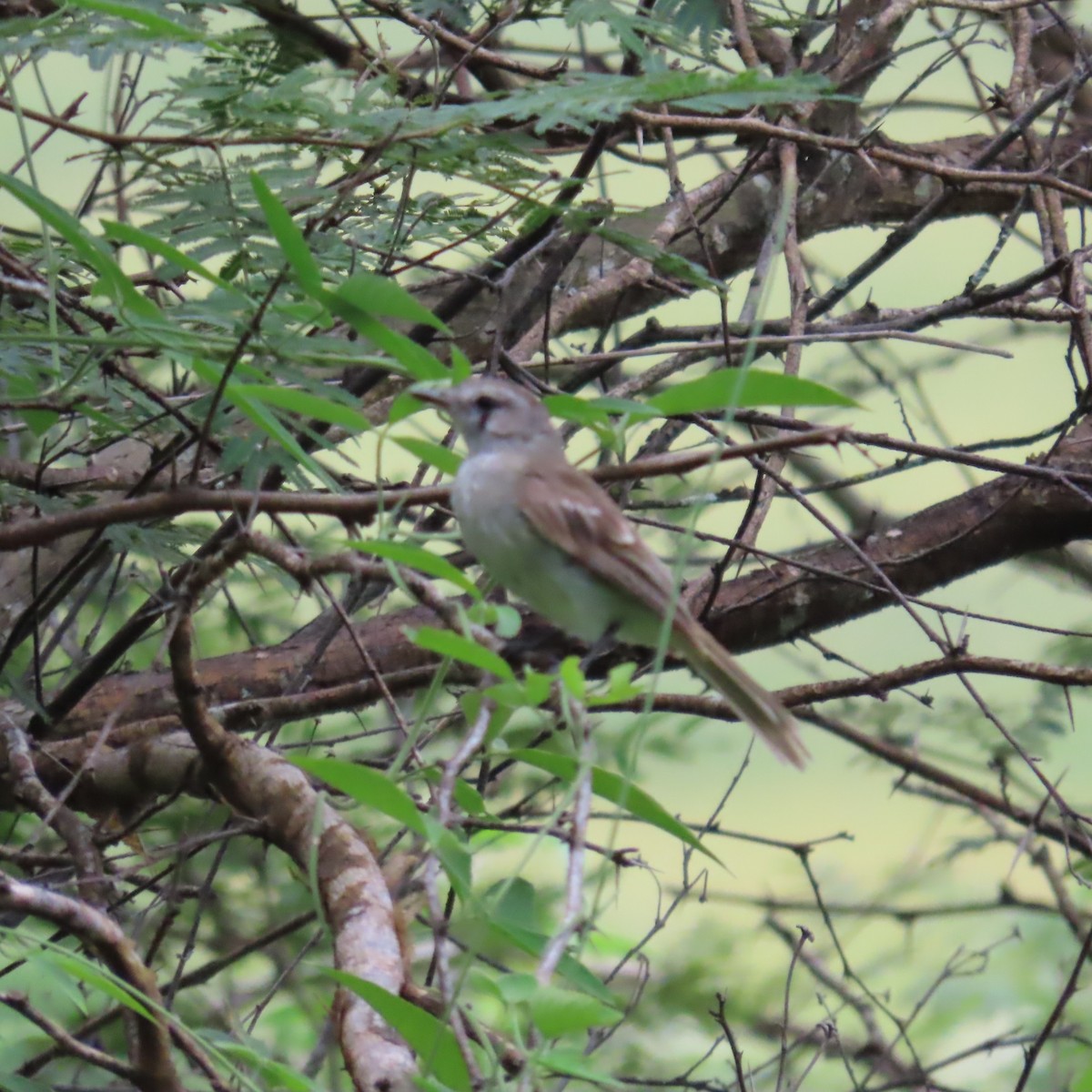 Marañon Tyrannulet - ML635197626