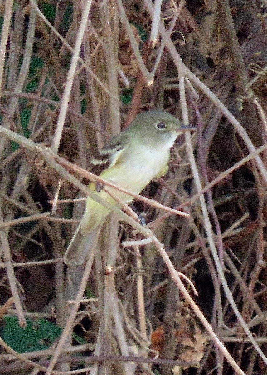 Yellow-bellied Flycatcher - ML635197670
