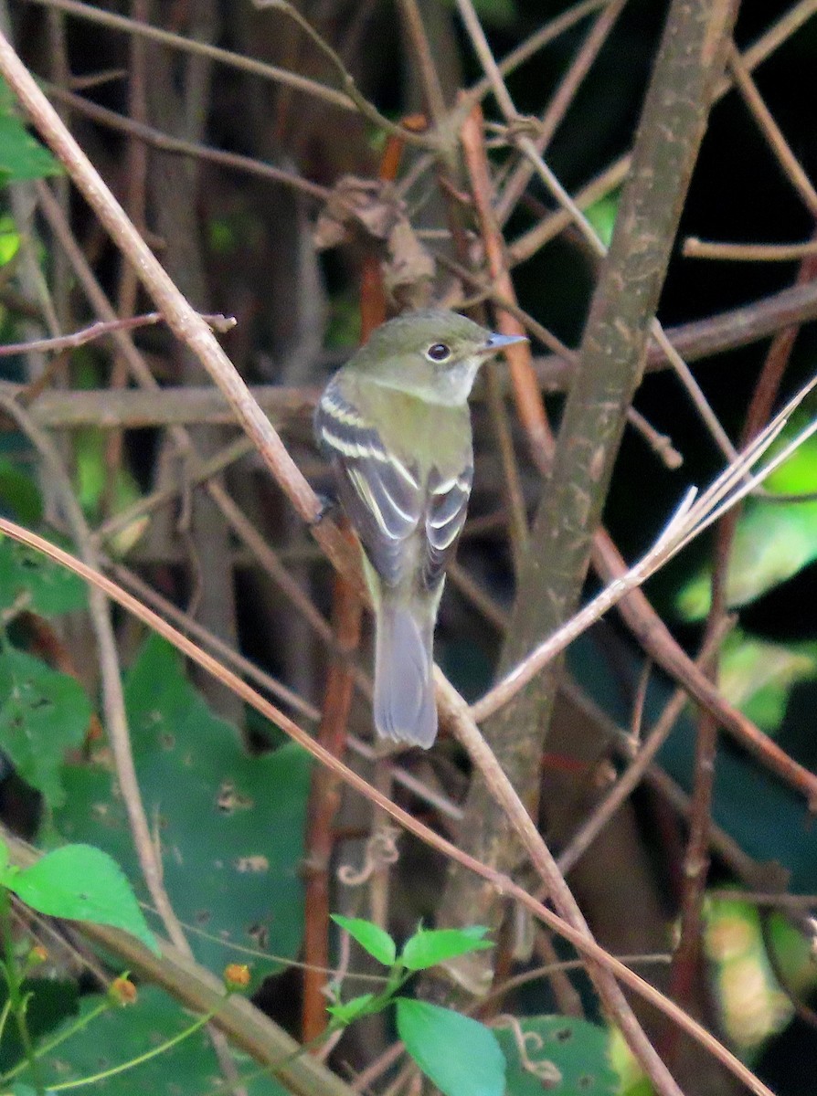 Yellow-bellied Flycatcher - ML635197671