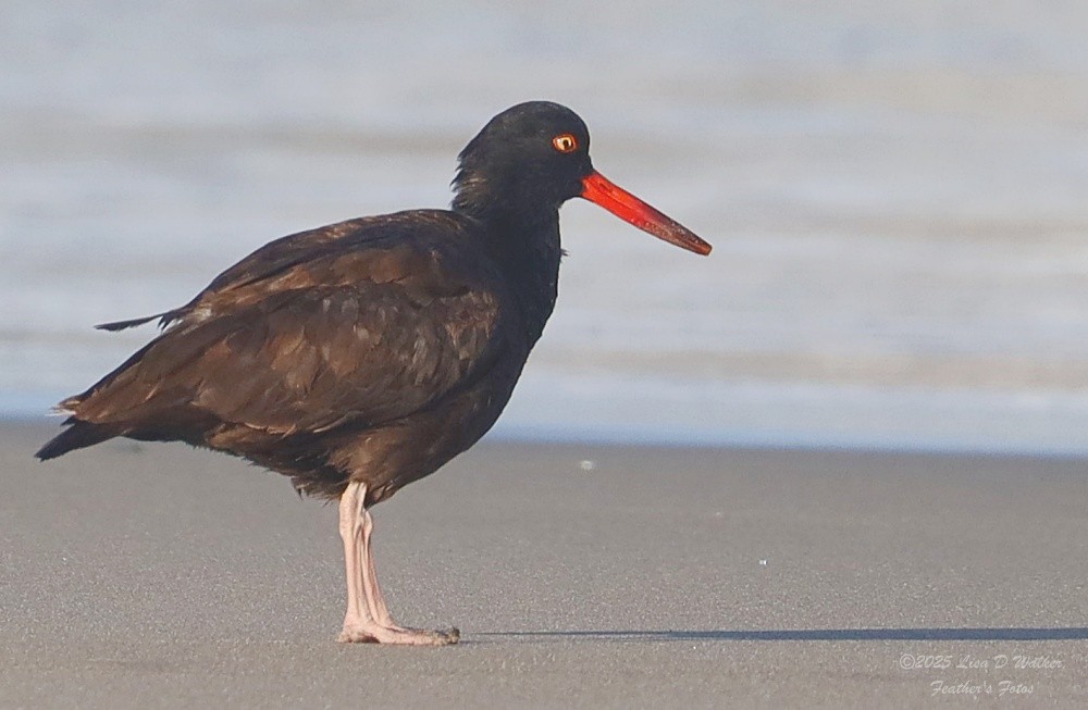 Black Oystercatcher - ML635197678