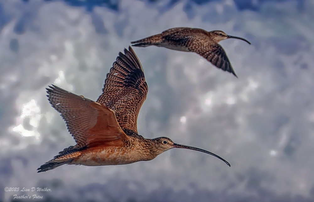 Long-billed Curlew - ML635197773