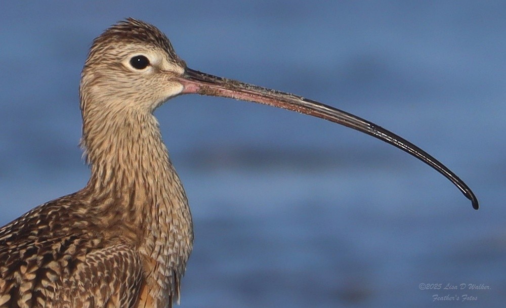 Long-billed Curlew - ML635197774
