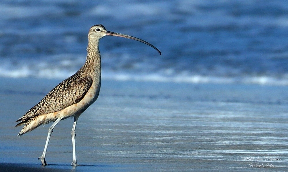 Long-billed Curlew - ML635197775