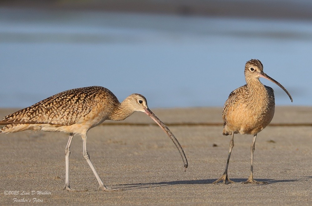Long-billed Curlew - ML635197776