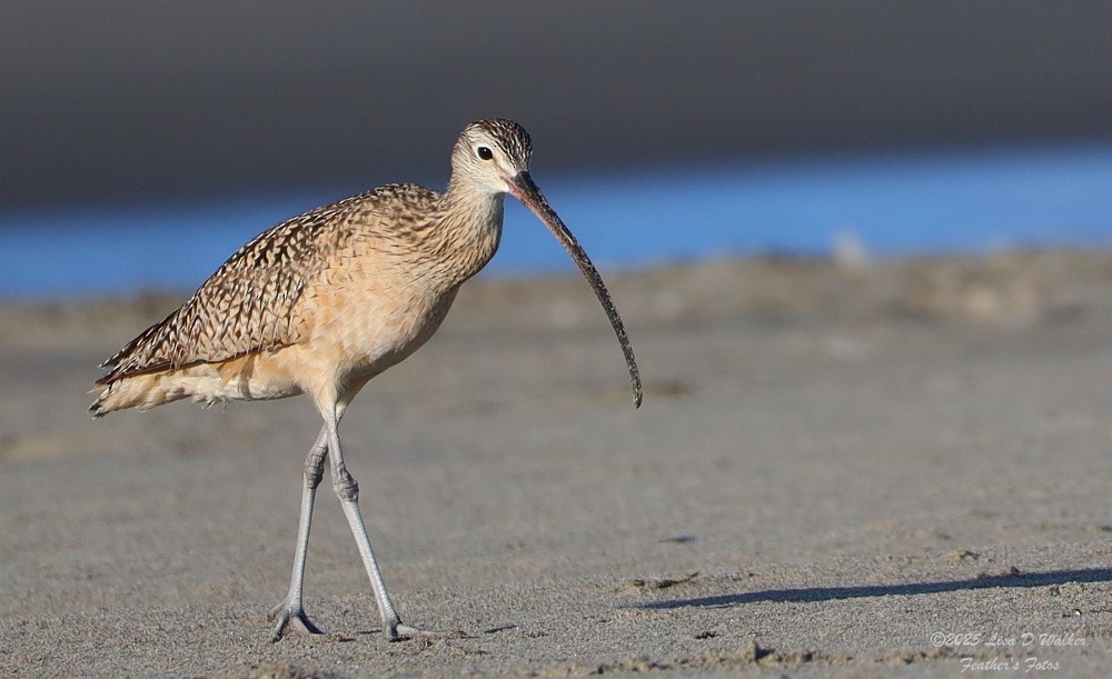 Long-billed Curlew - ML635197779
