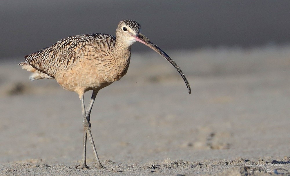 Long-billed Curlew - ML635197780