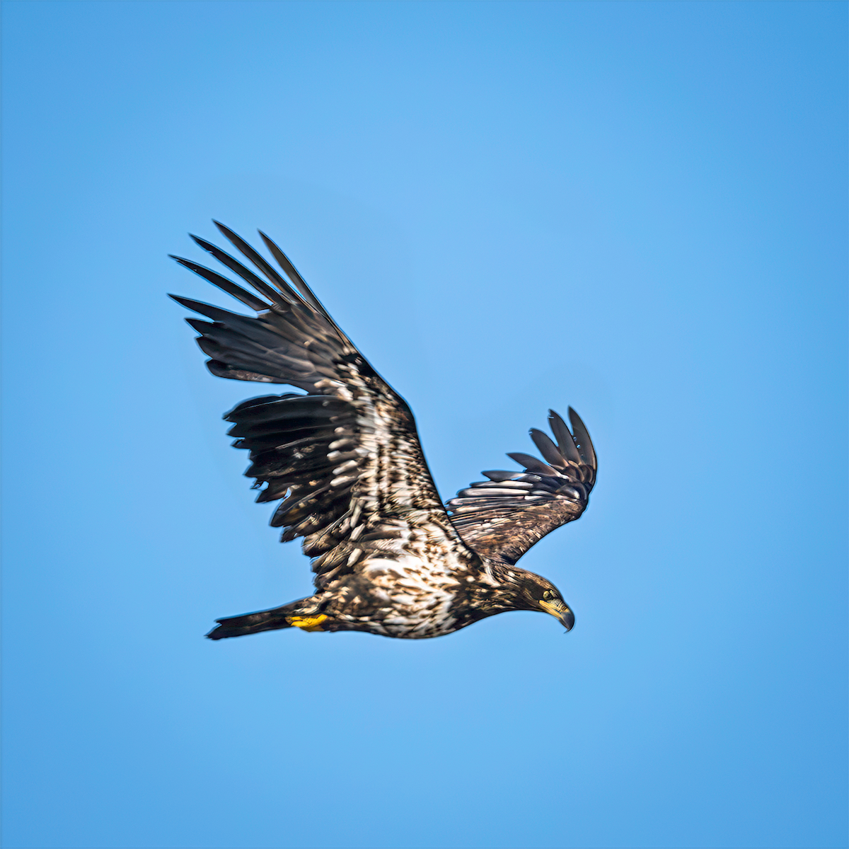 Bald Eagle - ML635197833