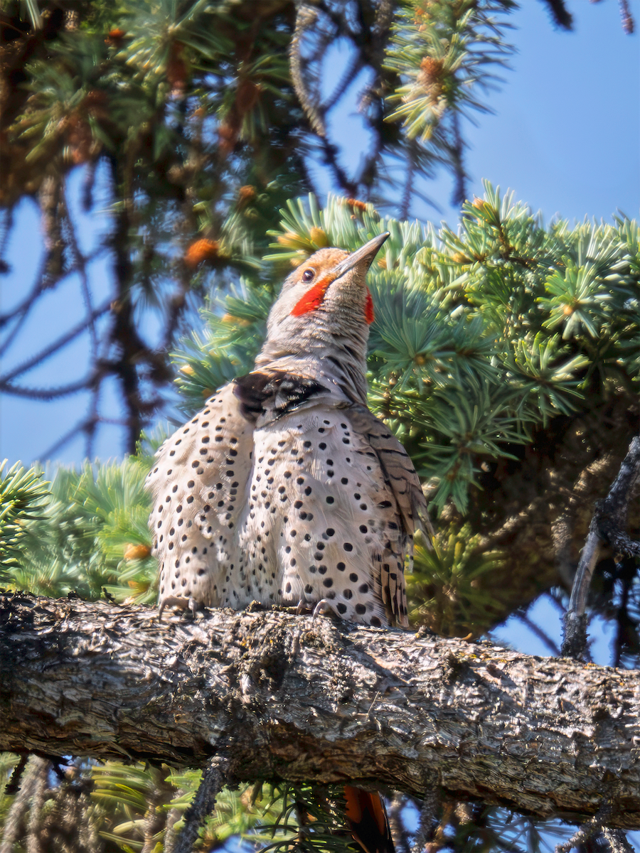 Northern Flicker - ML635197890