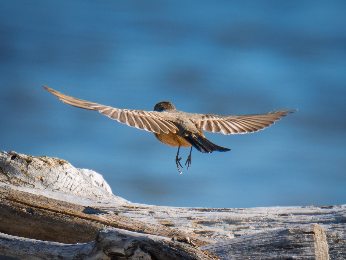 Say's Phoebe - ML635197925