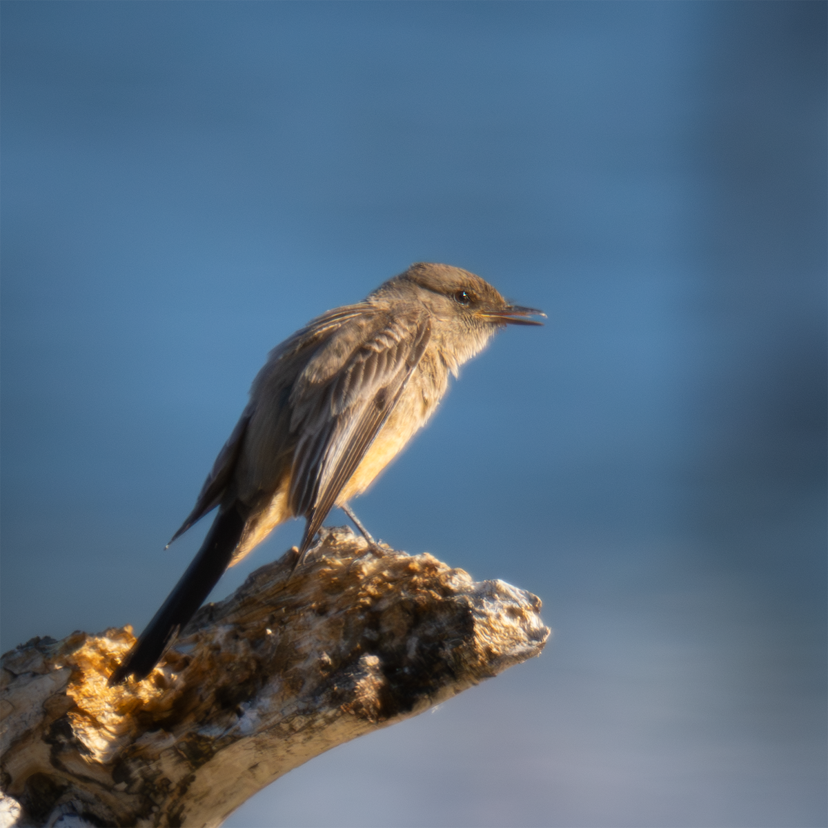 Say's Phoebe - ML635197926