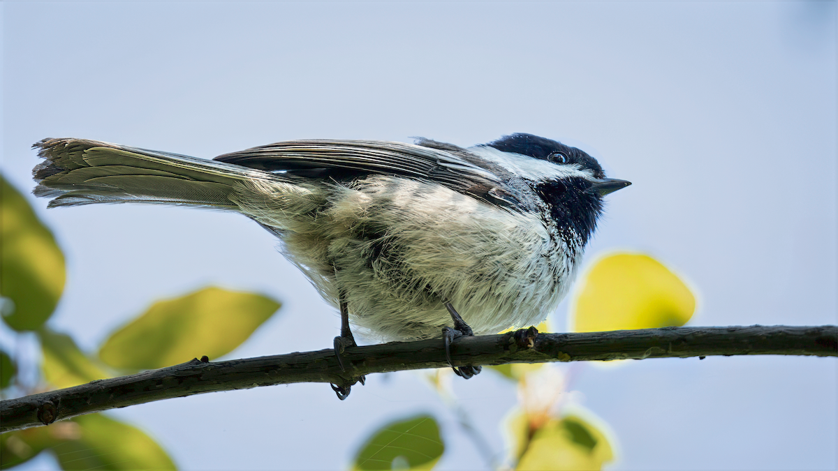 Black-capped Chickadee - ML635197941