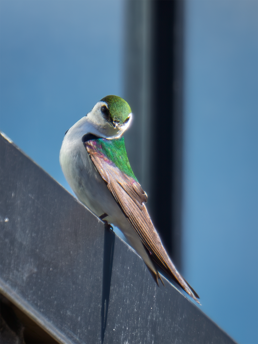 Violet-green Swallow - ML635197973