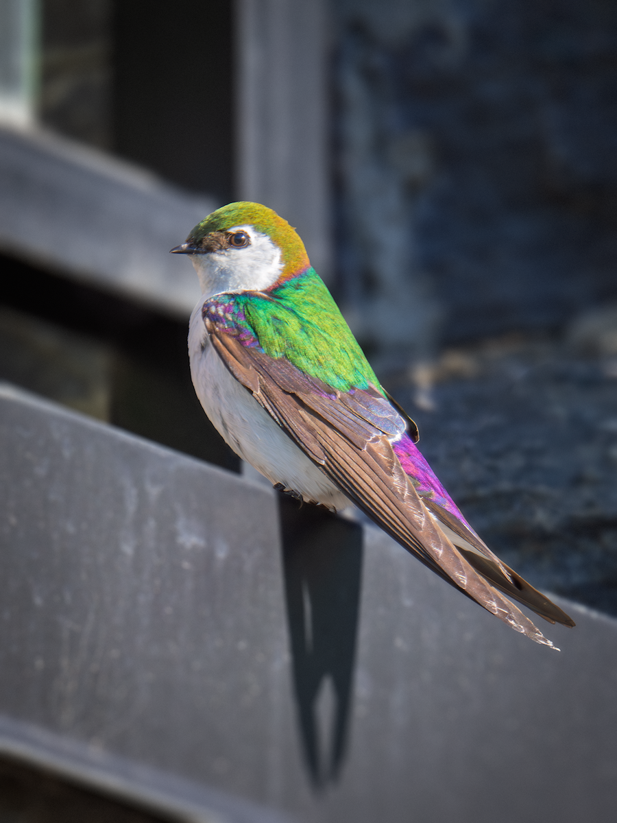 Violet-green Swallow - ML635197974