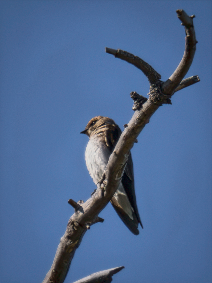 Northern Rough-winged Swallow - ML635198000
