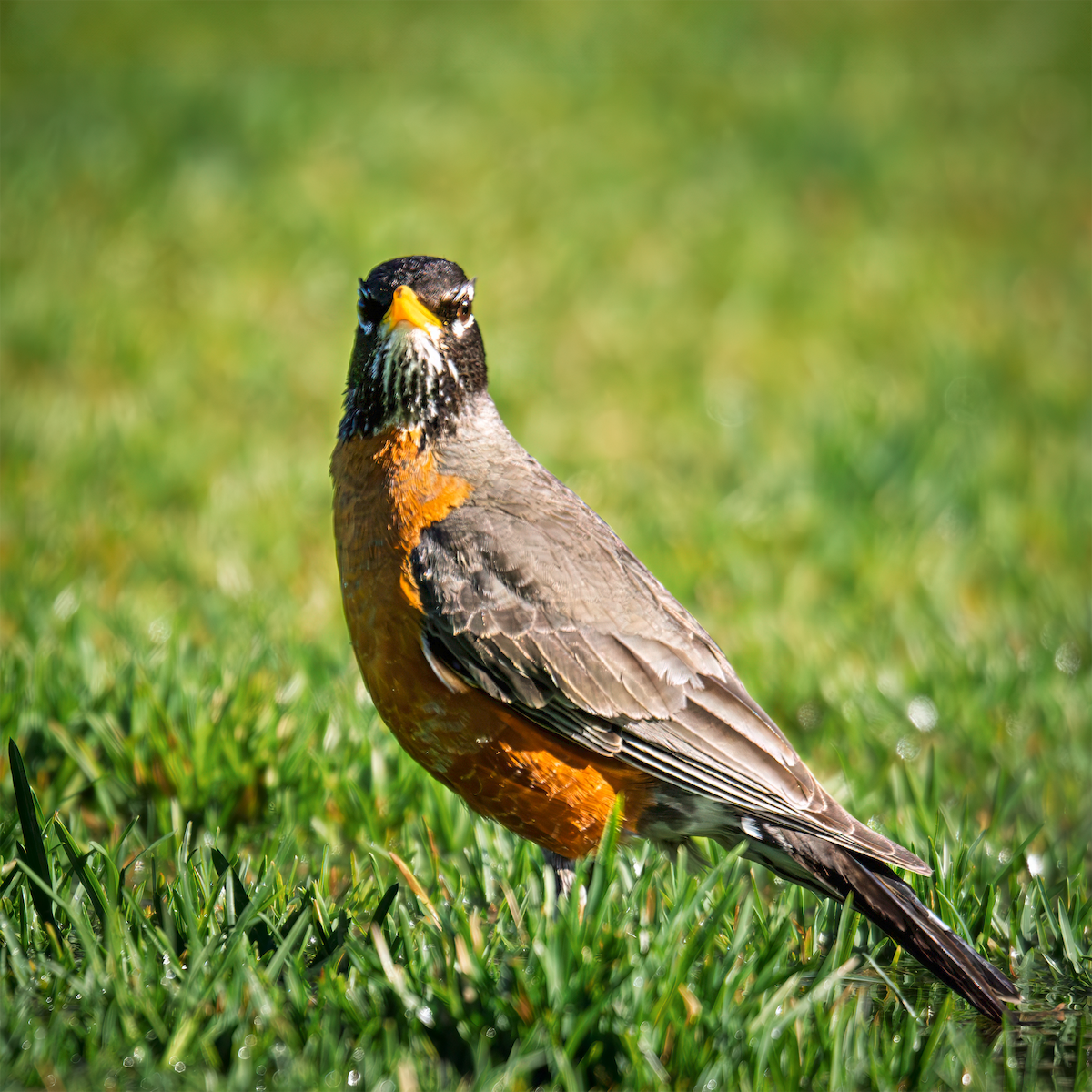 American Robin - ML635198034