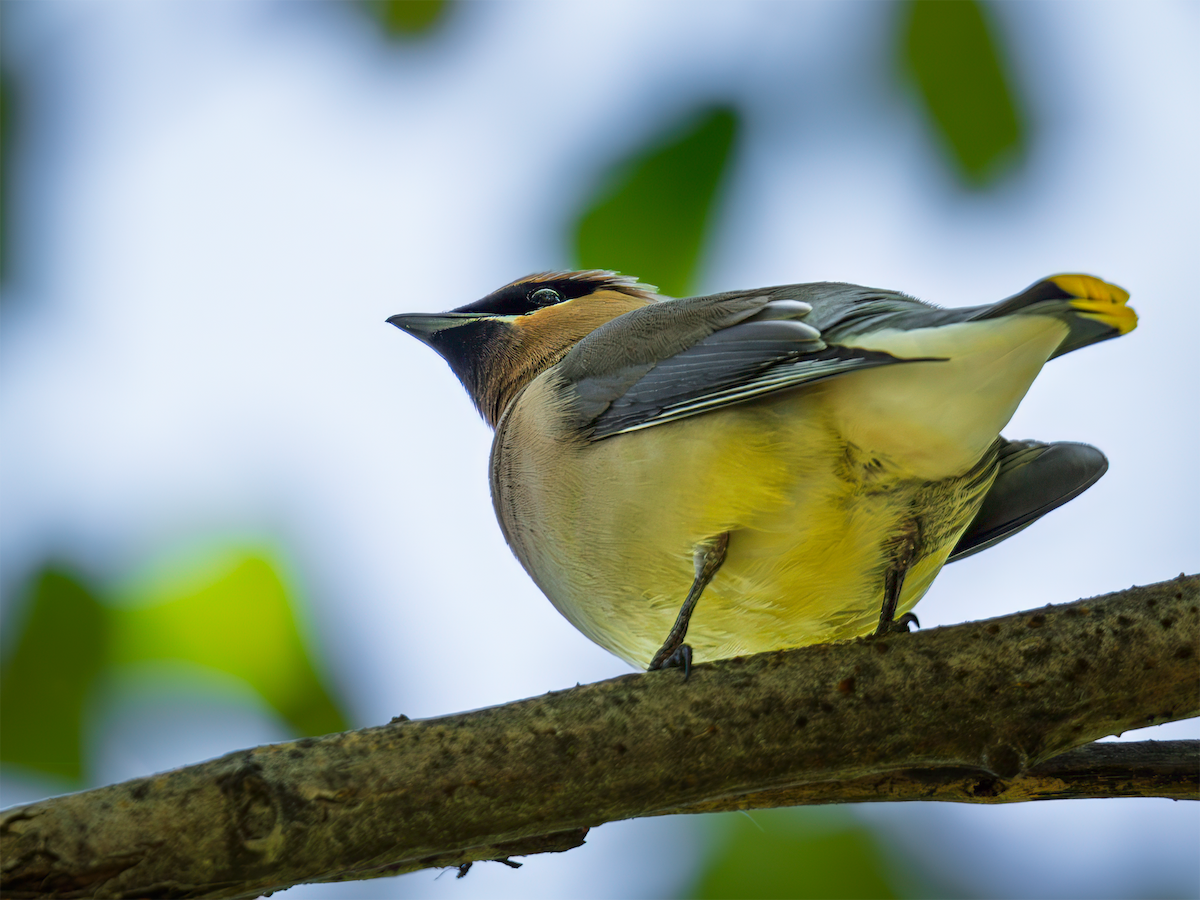 Cedar Waxwing - ML635198056