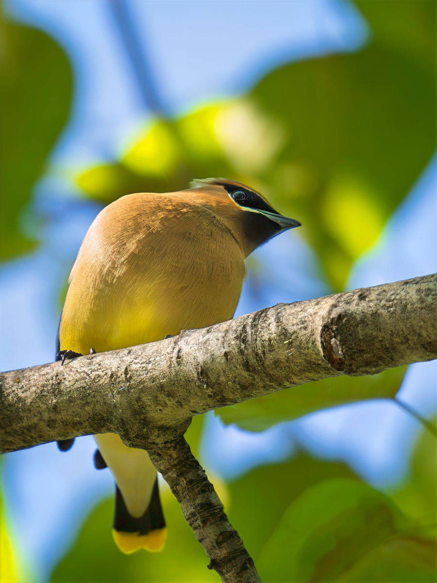 Cedar Waxwing - ML635198057