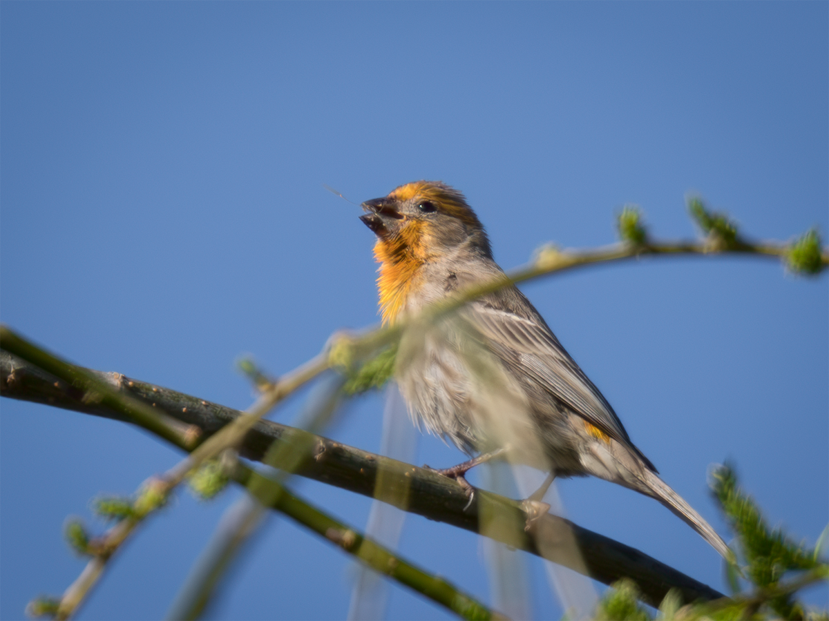 House Finch - ML635198090