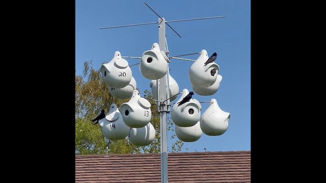 Purple Martin - ML635198148