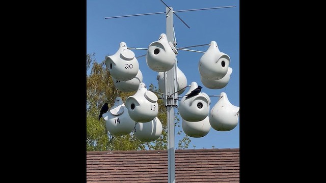 Purple Martin - ML635198151