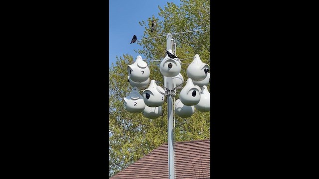 Purple Martin - ML635198154