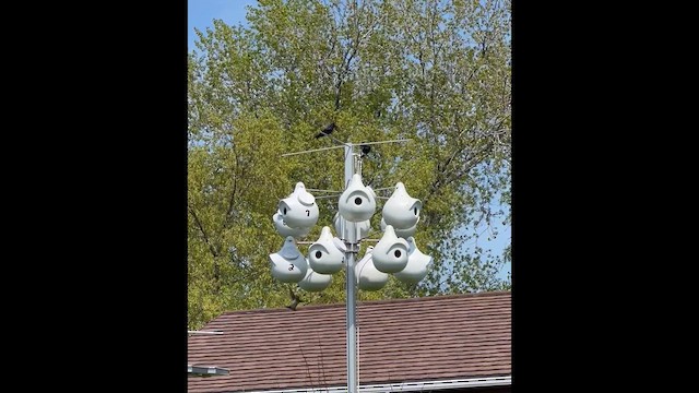 Purple Martin - ML635198158