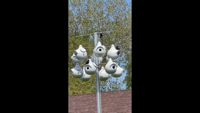 Purple Martin - ML635198165