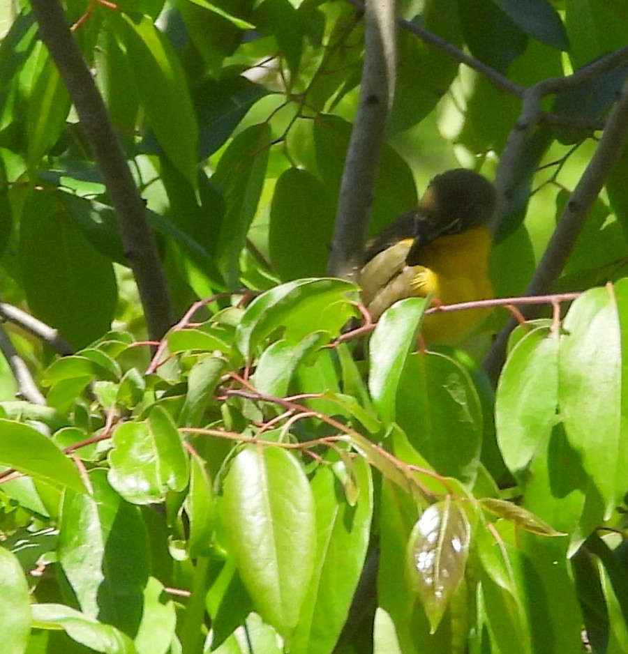 Yellow-breasted Chat - ML635198169
