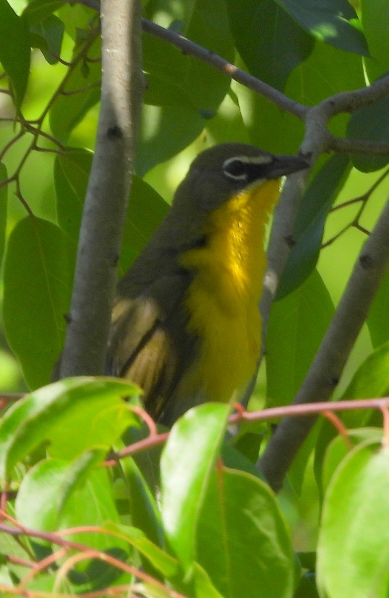 Yellow-breasted Chat - ML635198170