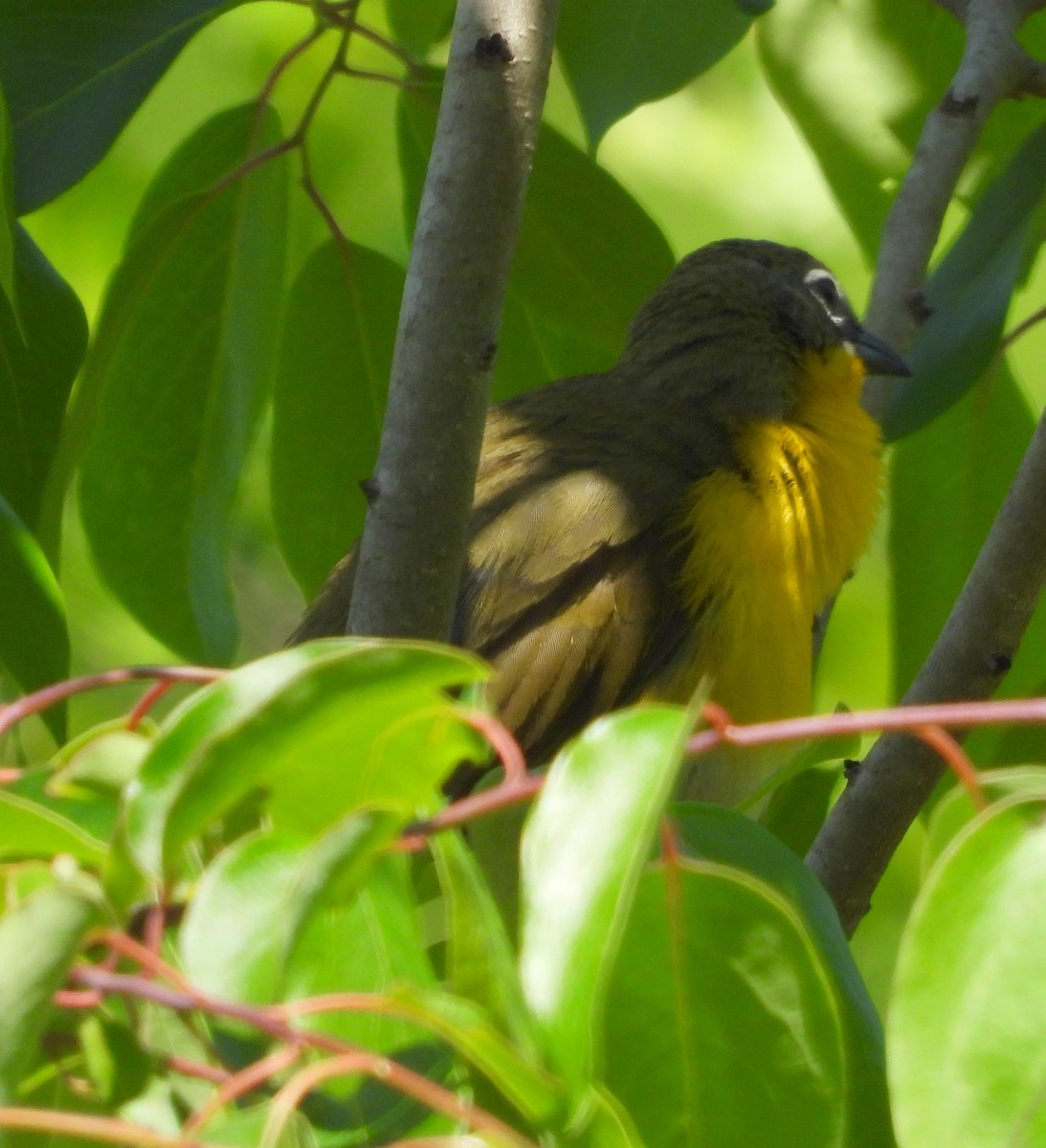 Yellow-breasted Chat - ML635198171