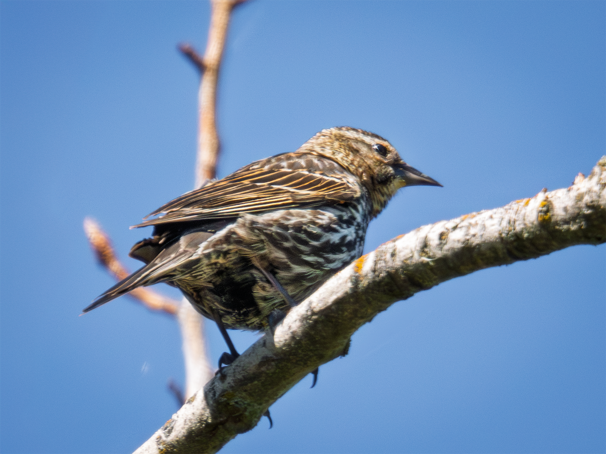 Red-winged Blackbird - ML635198226