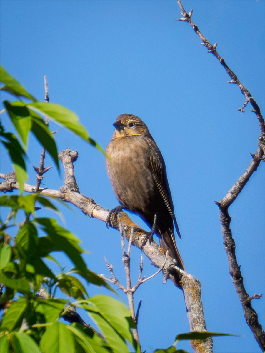 Brown-headed Cowbird - ML635198243
