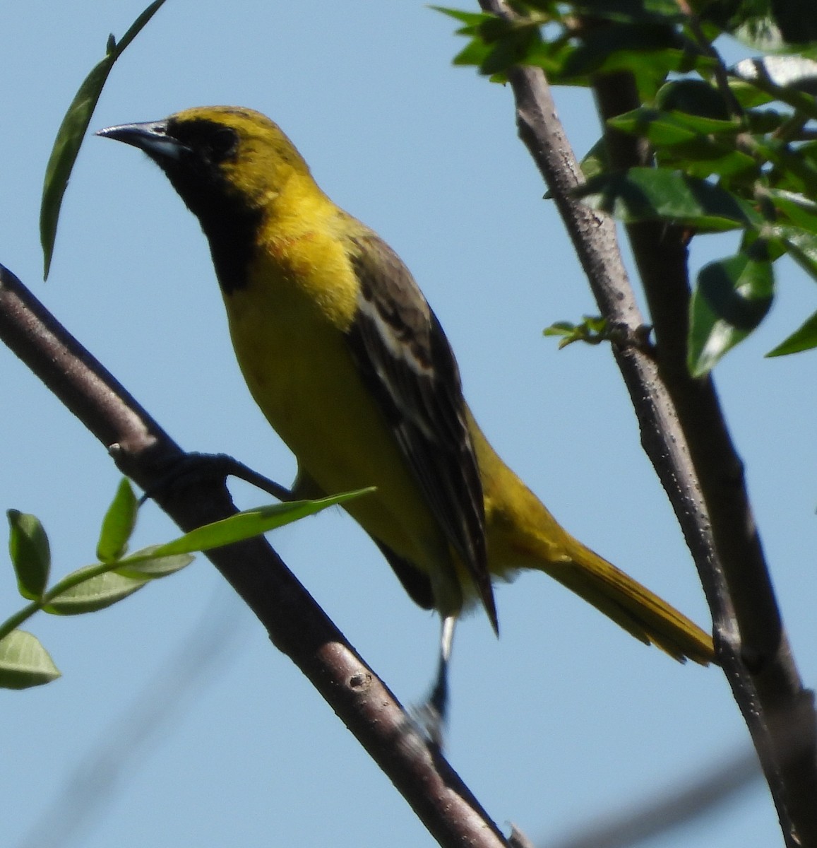 Orchard Oriole - ML635198248
