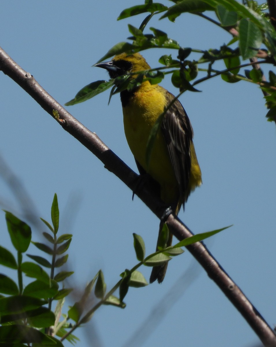 Orchard Oriole - ML635198249